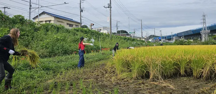 Inekari in the South of Tokyo